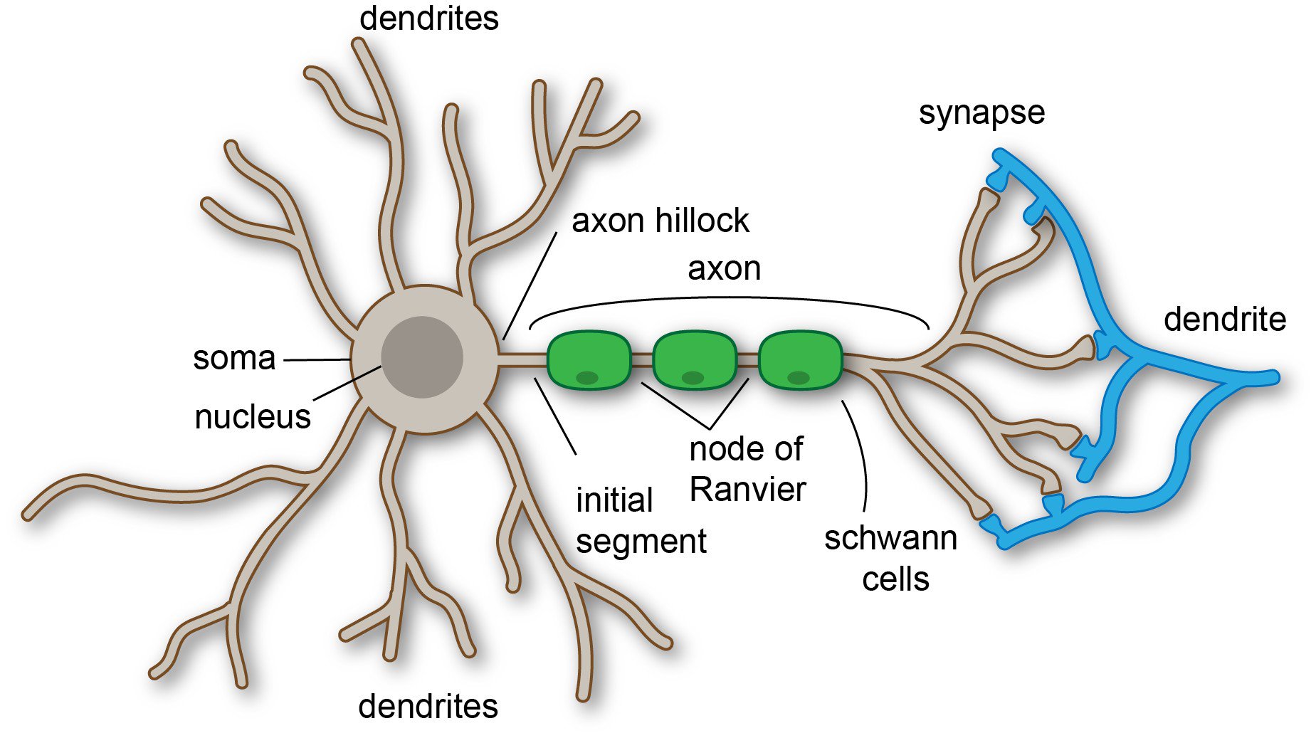 An image of the anatomy of a neuron.